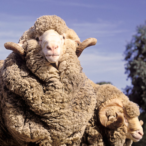 merino-sheep